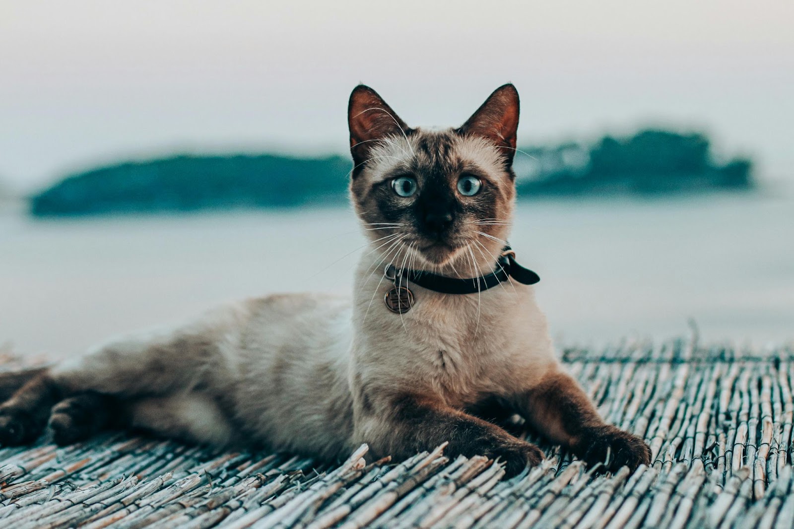 History Of Siamese Cat