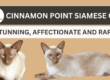 Cinnamon Point Siamese Cat