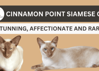 Cinnamon Point Siamese Cat