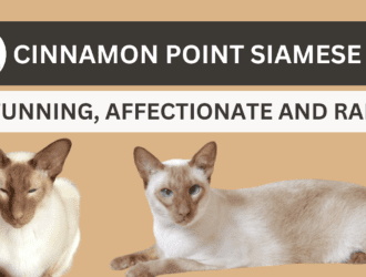 Cinnamon Point Siamese Cat