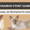 Cinnamon Point Siamese Cat