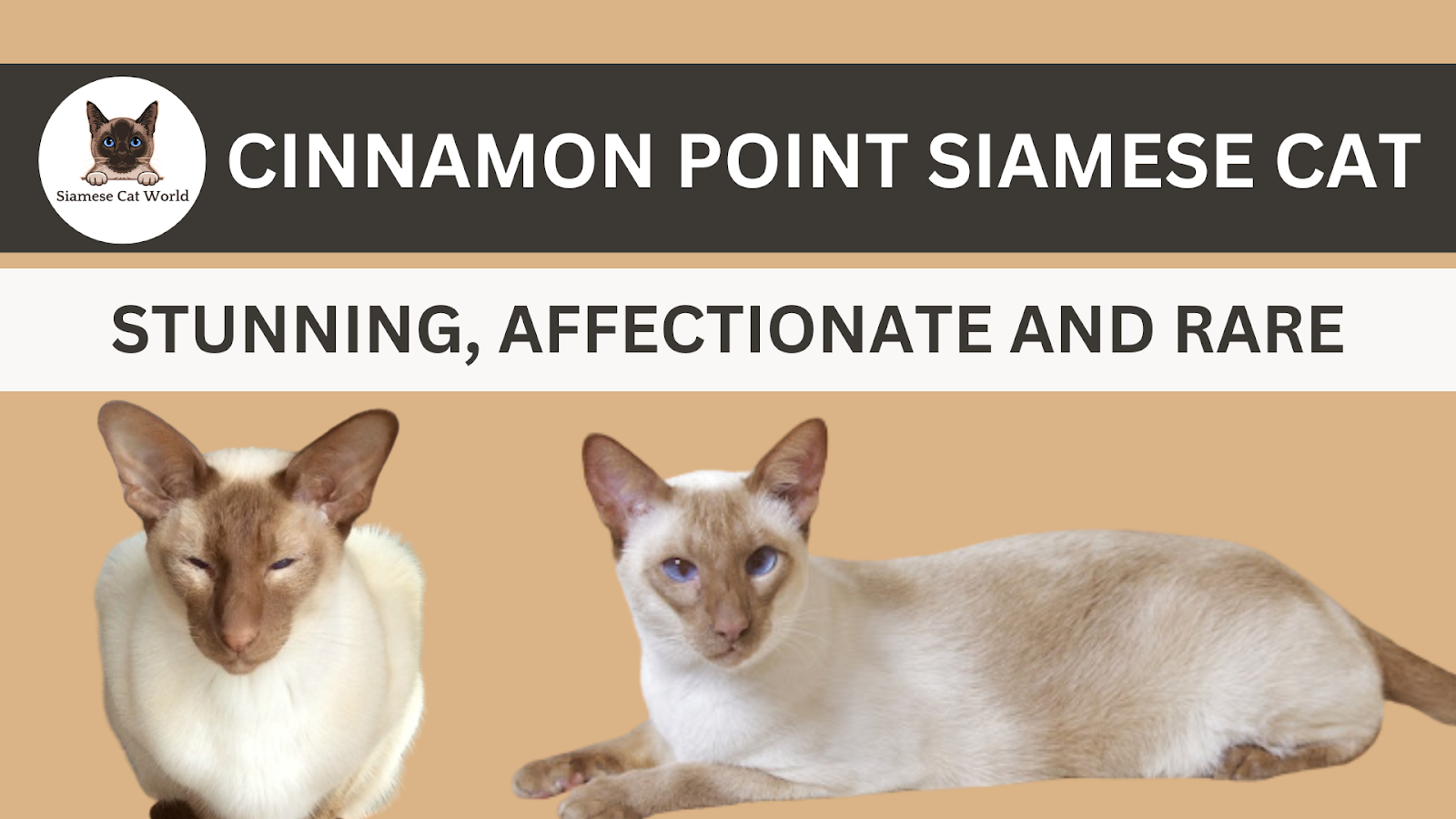 Cinnamon Point Siamese Cat