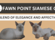 Fawn Point Siamese Cat