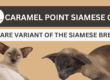 Caramel Point Siamese Cat