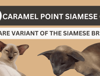 Caramel Point Siamese Cat