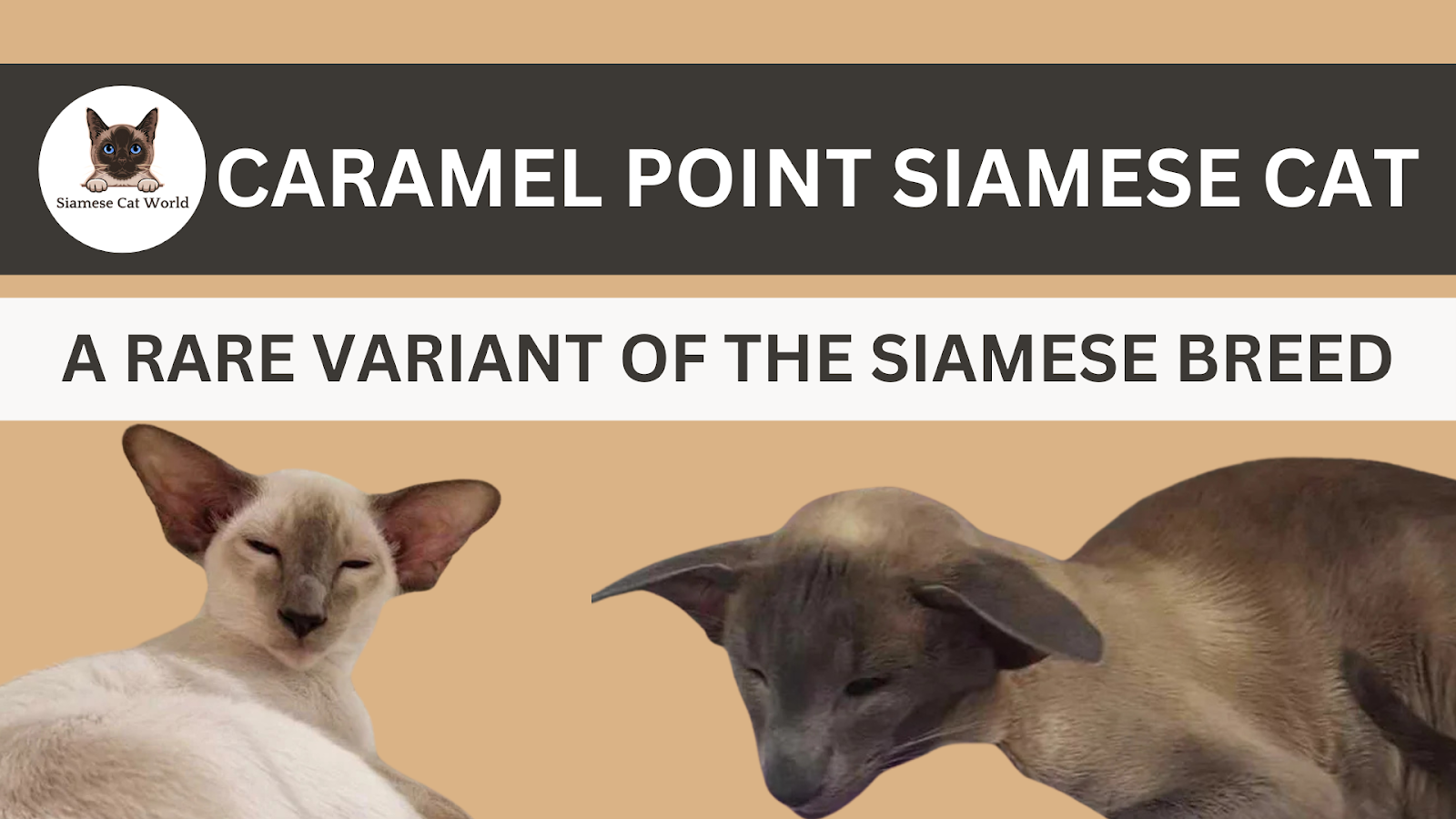 Caramel Point Siamese Cat