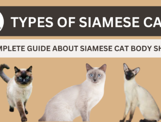 Types of Siamese Cats