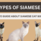 Types of Siamese Cats