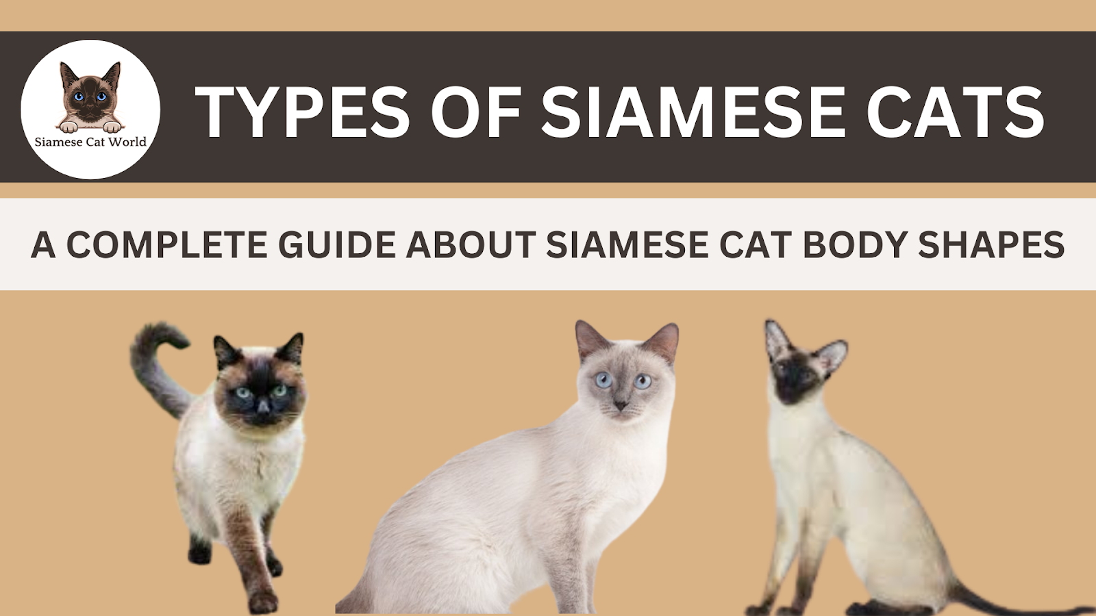 Types of Siamese Cats