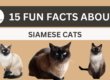 Facts about Siamese cats