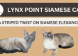 Lynx Point Siamese Cat