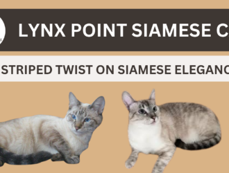 Lynx Point Siamese Cat