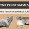 Lynx Point Siamese Cat