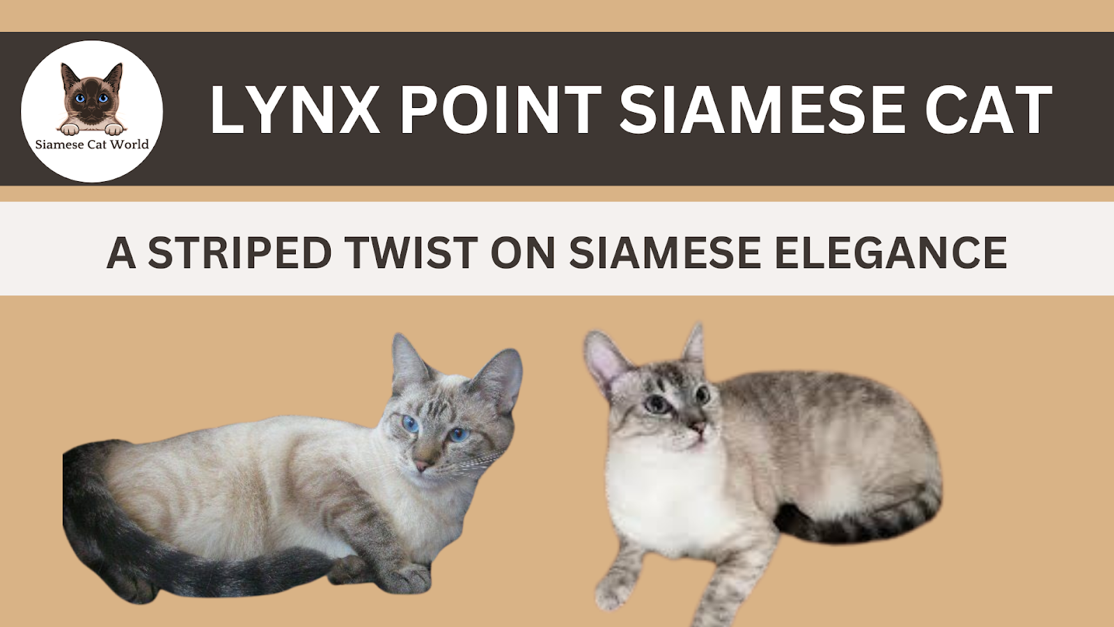 Lynx Point Siamese Cat