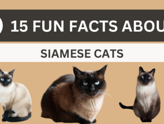 Facts about Siamese cats