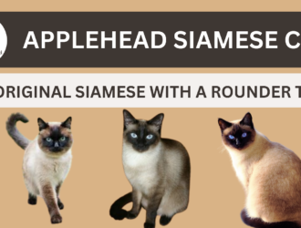 Applehead Siamese Cat