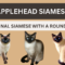 Applehead Siamese Cat