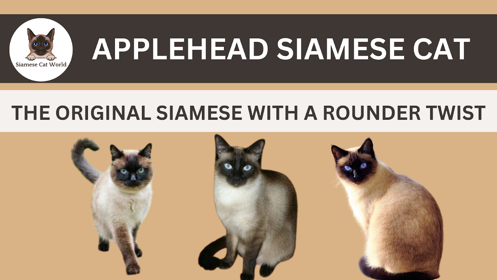 Applehead Siamese Cat