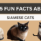 Facts about Siamese cats