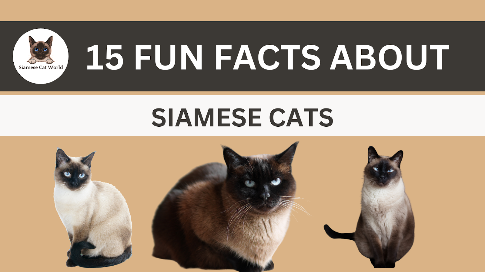 Facts about Siamese cats