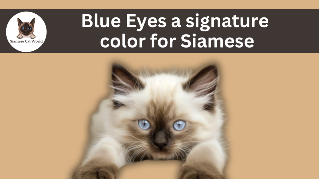 Siamese Cat Blue Eyes