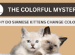 Siamese Cat Color Change