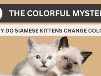 Siamese Cat Color Change