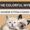 Siamese Cat Color Change