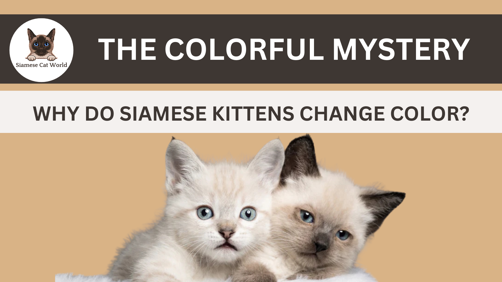 Siamese Cat Color Change