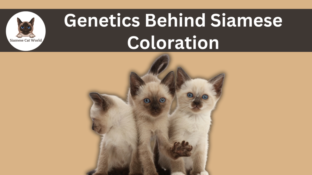 Siamese Coloration