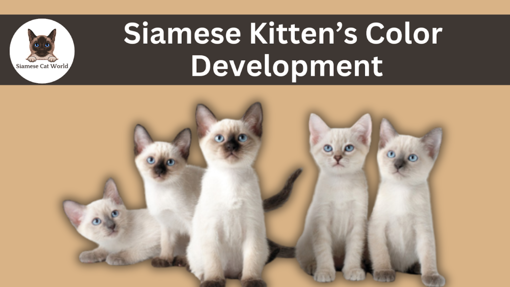 Siamese Kitten's Color Development