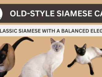 Old-Style Siamese Cat