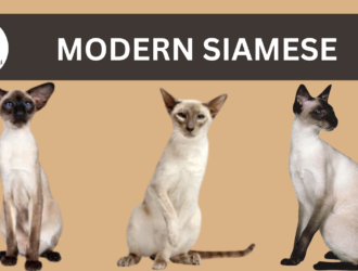 Modern Wedge-Head Siamese Cats