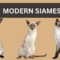 Modern Wedge-Head Siamese Cats