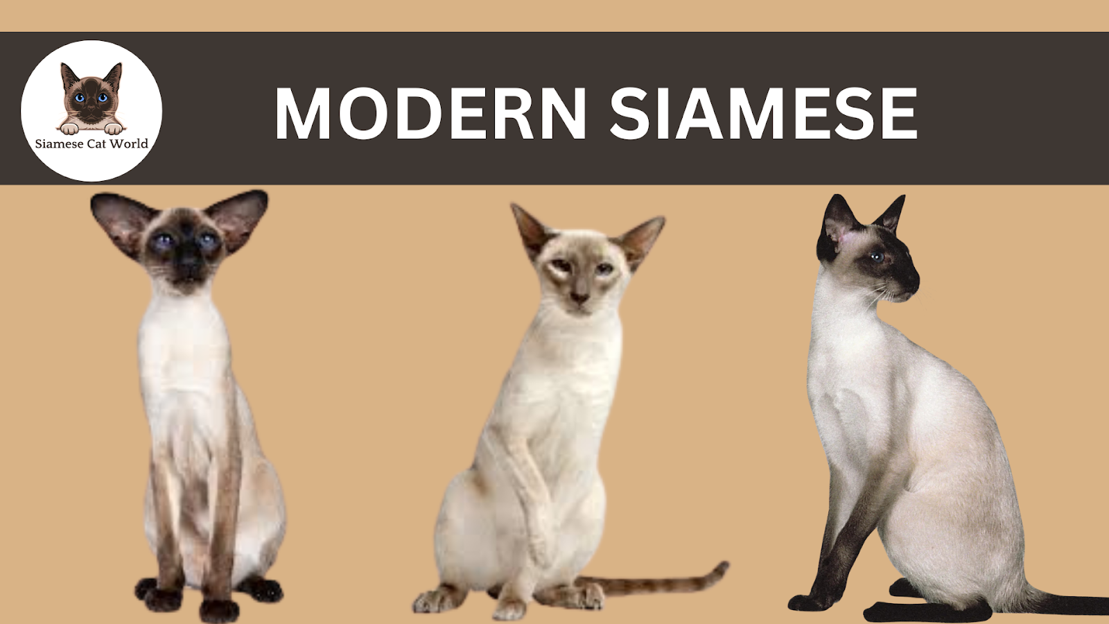 Modern Wedge-Head Siamese Cats